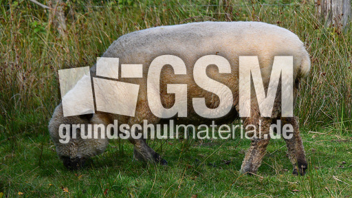 Shropshire-Schaf (2).jpg